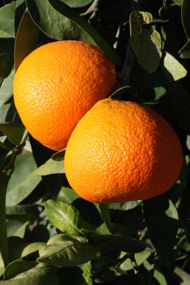              Fruit (Riverside, CA)       